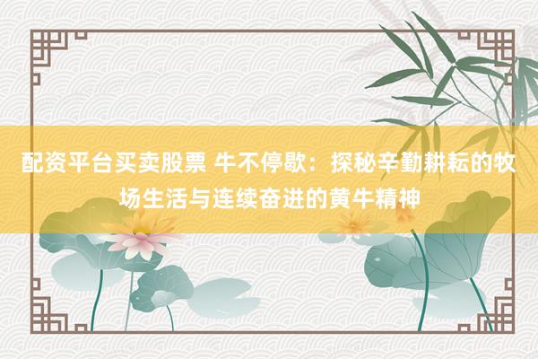 配资平台买卖股票 牛不停歇：探秘辛勤耕耘的牧场生活与连续奋进的黄牛精神